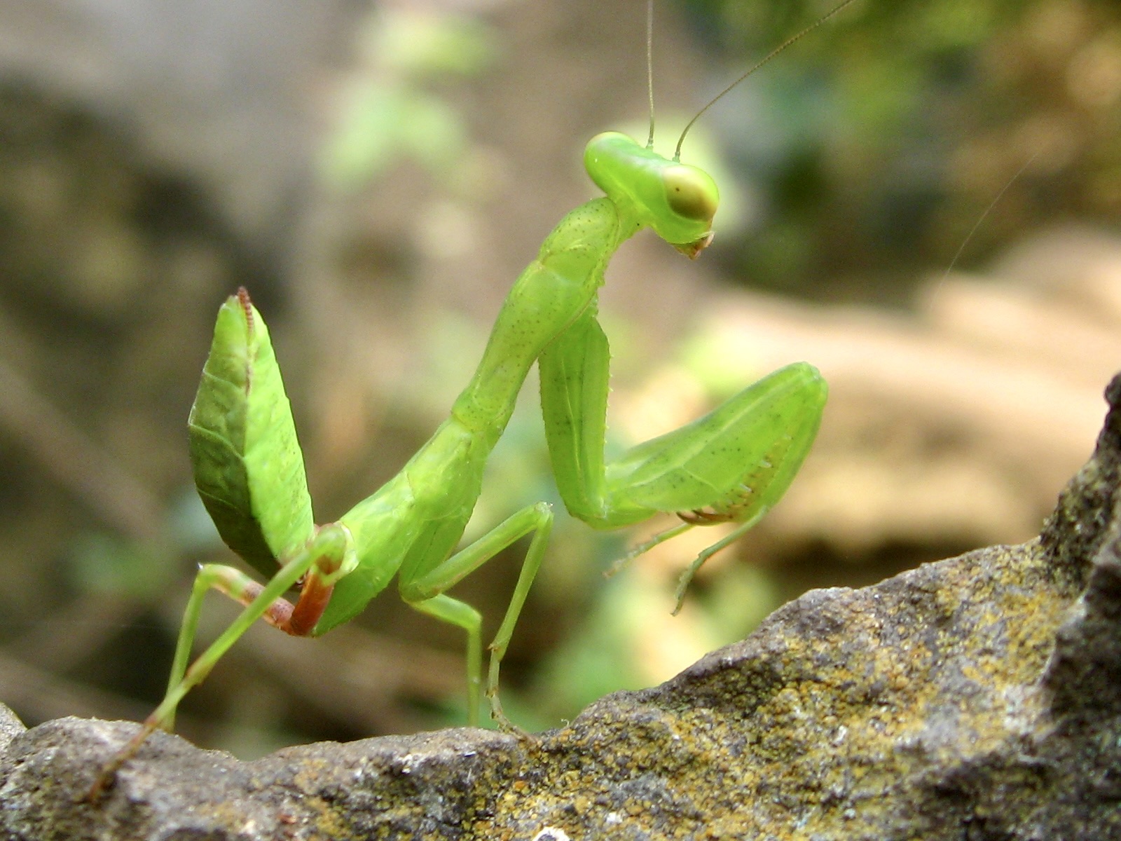 Praying Mantis